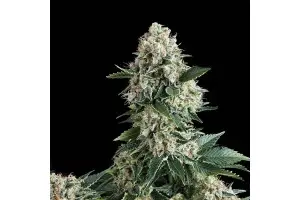 Достойные сорта от T.H.Seeds